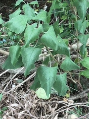 Clerodendrum chinense