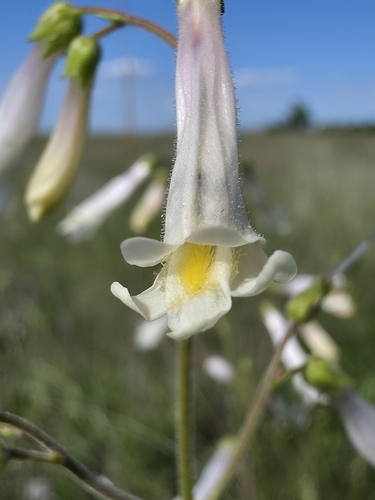 Penstemon oklahomensis, photograph 3