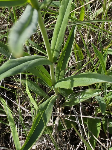 Image of Penstemon oklahomensis by no rights reserved