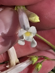 Penstemon oklahomensis, photograph author not stated, no rights reserved