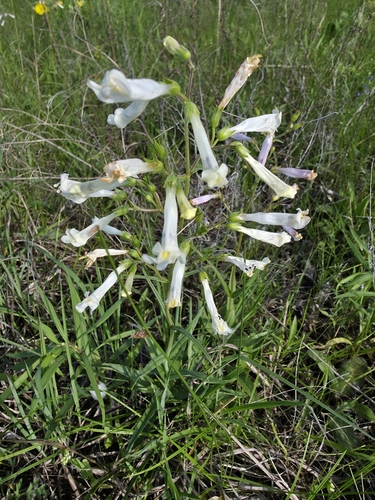 Penstemon oklahomensis, photograph 6
