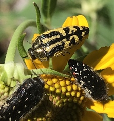 Acmaeodera amplicollis