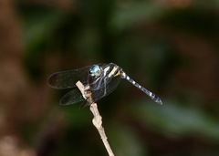 Tetrathemis yerburii