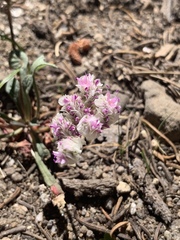 Calyptridium monospermum
