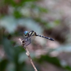 Tetrathemis yerburii
