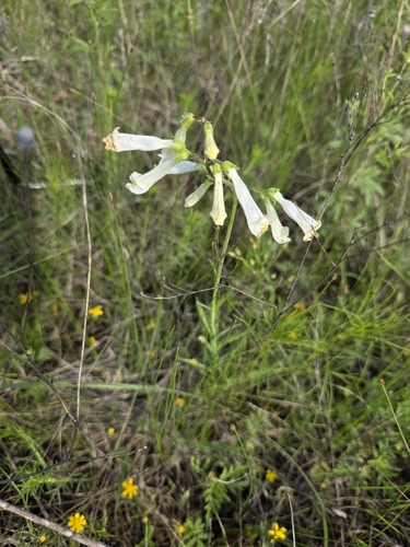 Oklahoma Beardtongue (Penstemon oklahomensis)