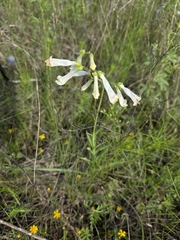 Penstemon oklahomensis