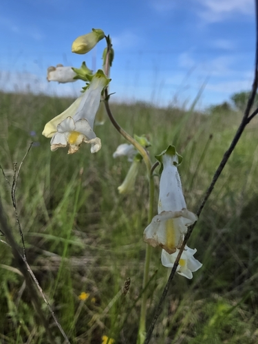 Penstemon oklahomensis, photograph 2