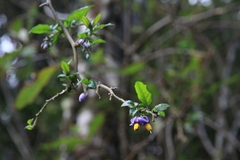Solanum valdiviense