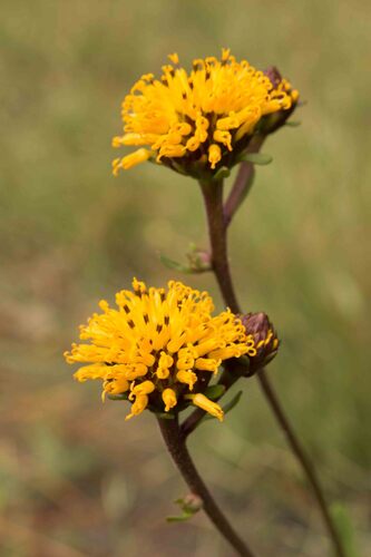 Verbesina chapmanii J.R.Coleman