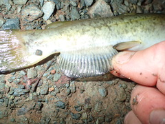 Ameiurus platycephalus