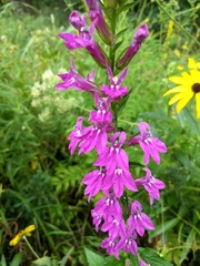 Lobelia × speciosa