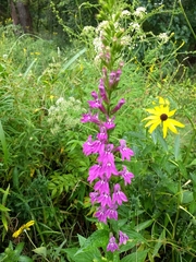 Lobelia × speciosa