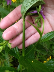 Lobelia × speciosa