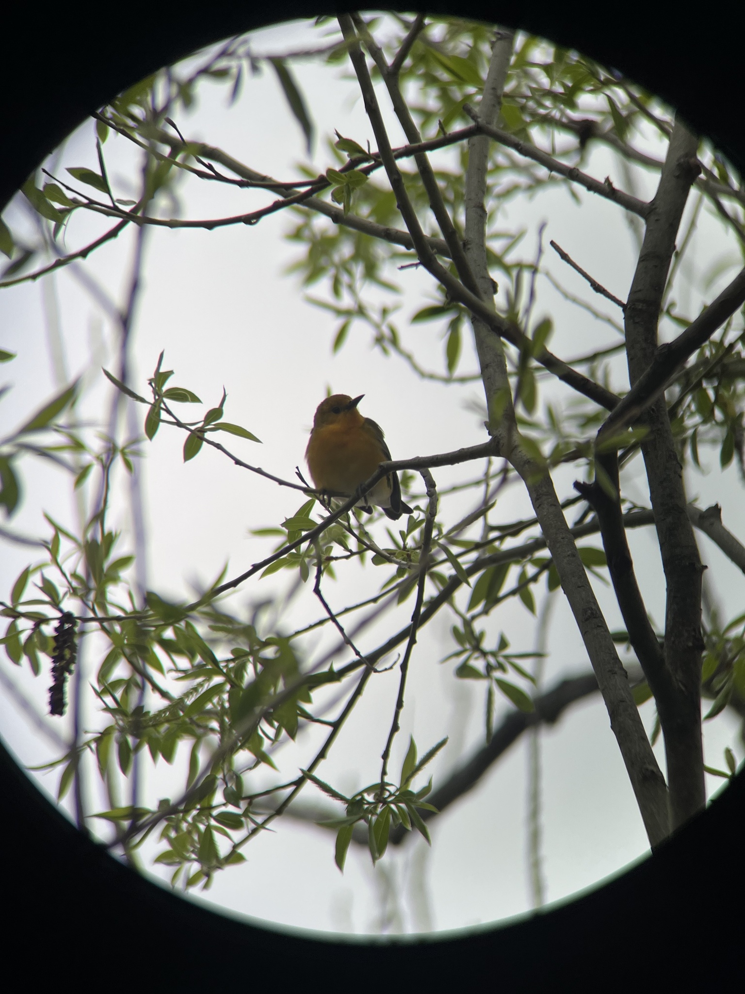 Prothonotary Warbler (Protonotaria citrea)