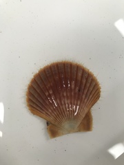 Leopecten diegensis