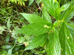 Lobelia × speciosa