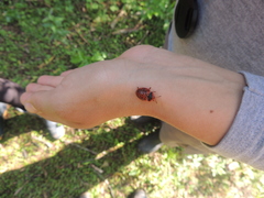 Botanochara macularia