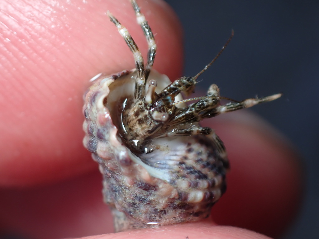Clibanarius laevimanus