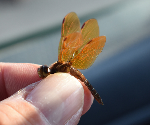 Eastern Amberwing, photo 7 of 8