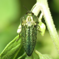 Acmaeodera resplendens