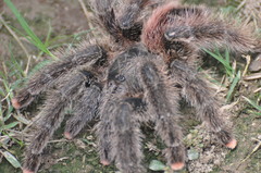 Avicularia juruensis