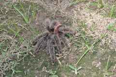 Avicularia juruensis