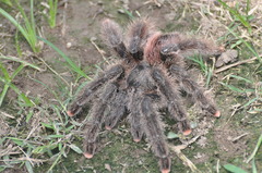 Avicularia juruensis