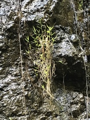 Pogonatherum crinitum