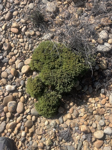 San Antonio del Mar Buckwheat (Eriogonum fastigiatum)