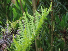 Woodwardia fimbriata image