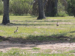 Rhynchotus rufescens