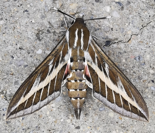 Hyles livornica