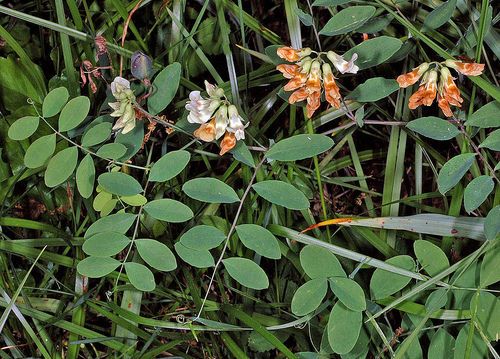 Lathyrus holochlorus