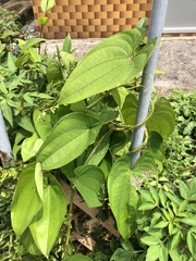 Dioscorea alata