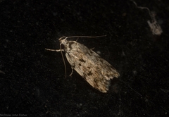 Barea nymphica