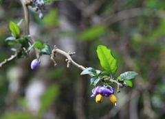 Solanum valdiviense