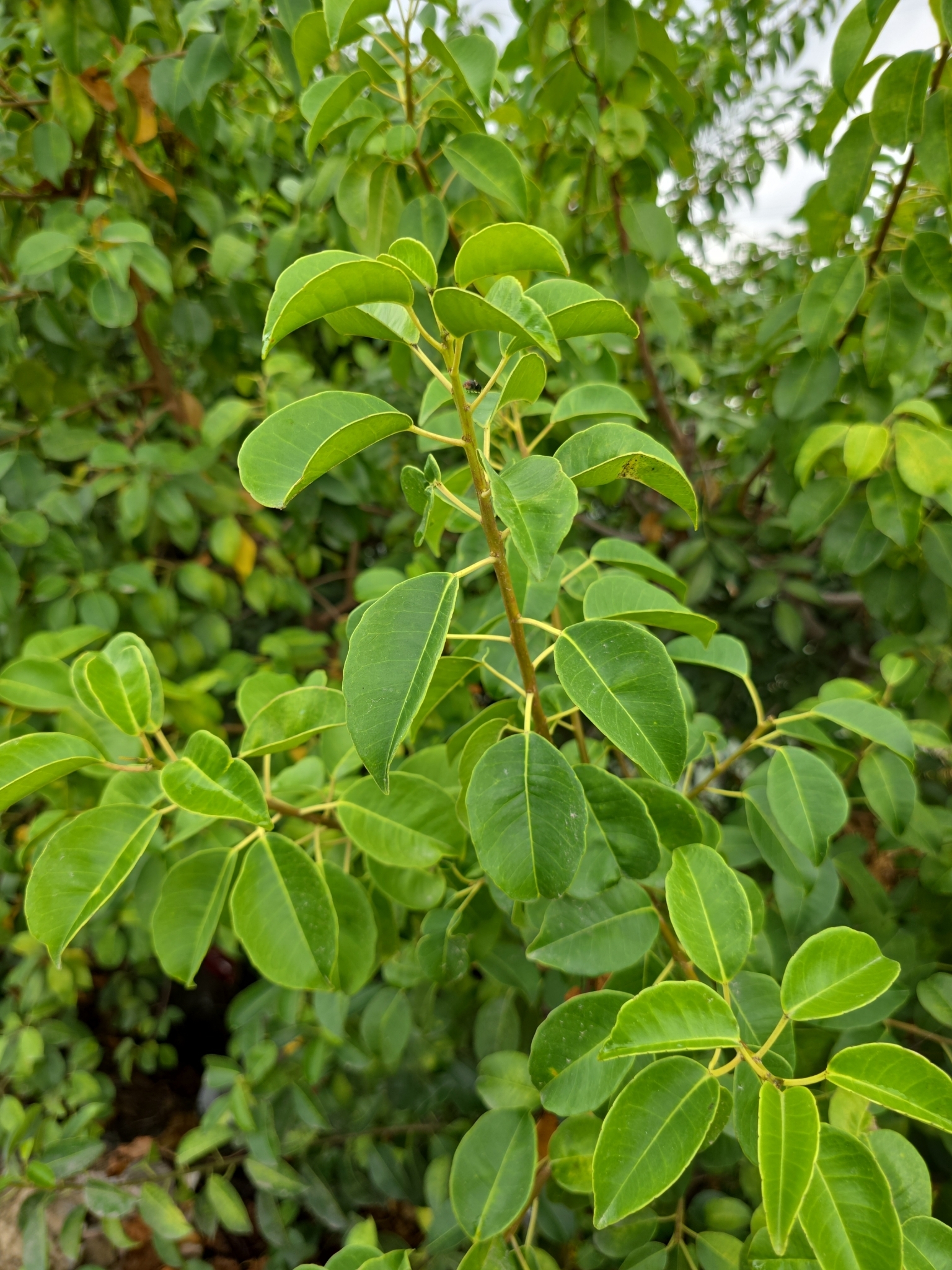 Excoecaria agallocha (Excoecaria agallocha)
