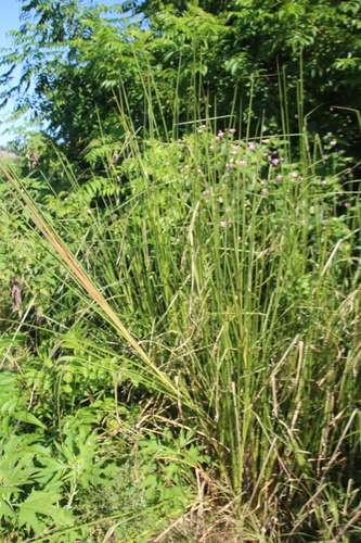 Chrysopogon zizanioides, photograph 6
