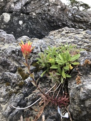 Castilleja miniata dixonii