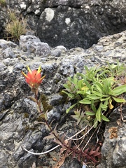Castilleja miniata dixonii