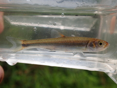 Luxilus coccogenis