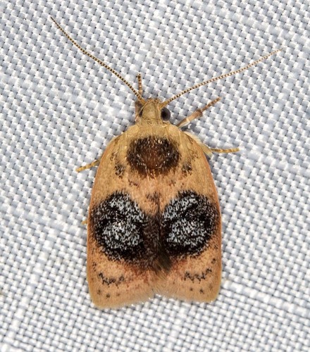 Garrha ocellifera (Meyrick, 1883)