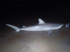 Carcharhinus acronotus