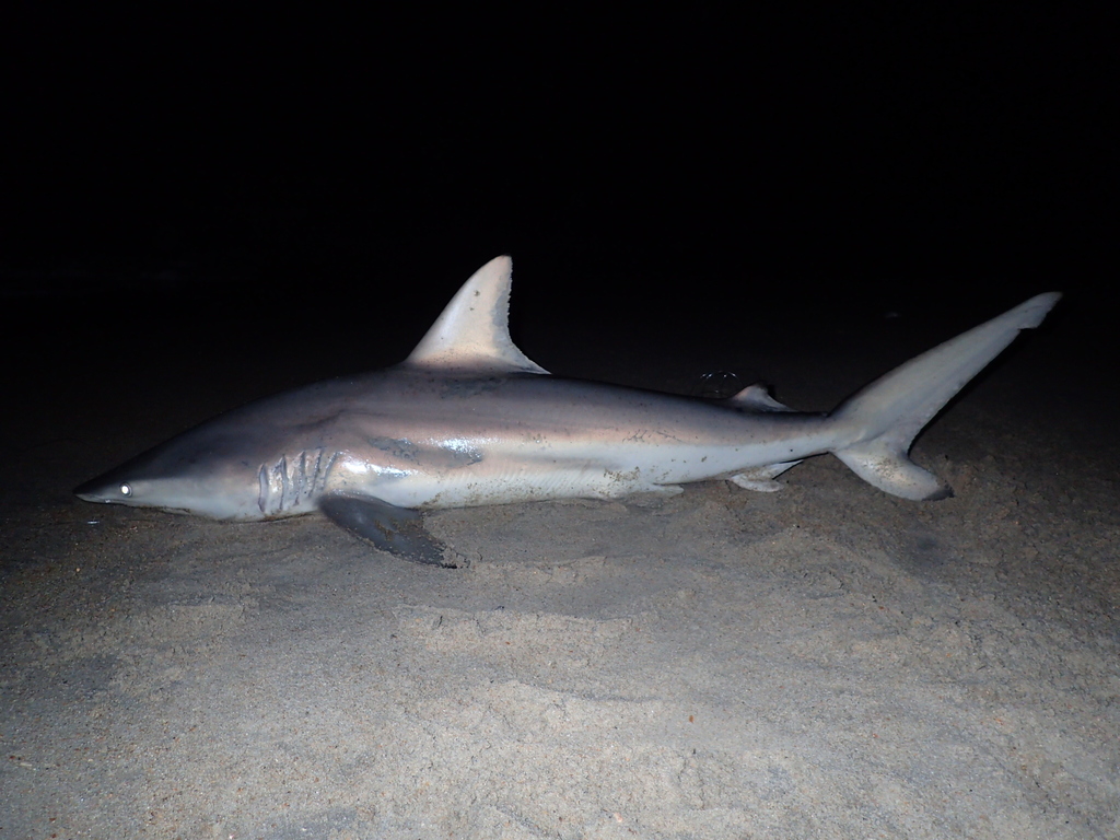 Common Blacktip Shark in August 2019 by Michael Verdirame · iNaturalist