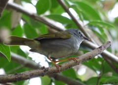 Myiothlypis leucoblephara