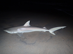 Carcharhinus acronotus