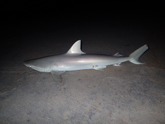 Carcharhinus acronotus