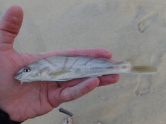 Menticirrhus saxatilis