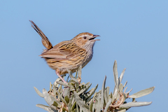 Striated Fieldwren photo 5